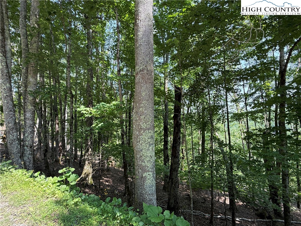 115 Hollow Tree Road Beech Mountain, NC 28604 - Photo 1 of 5 a view of forest