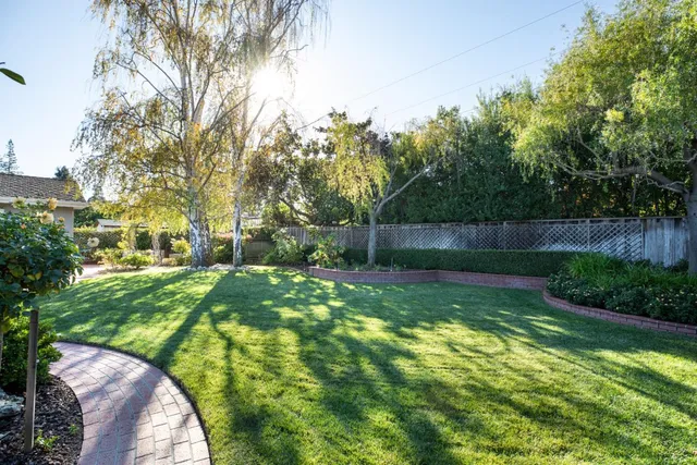 a view of a backyard with plants and large trees