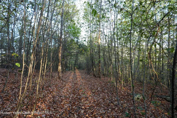 a view of a forest with trees