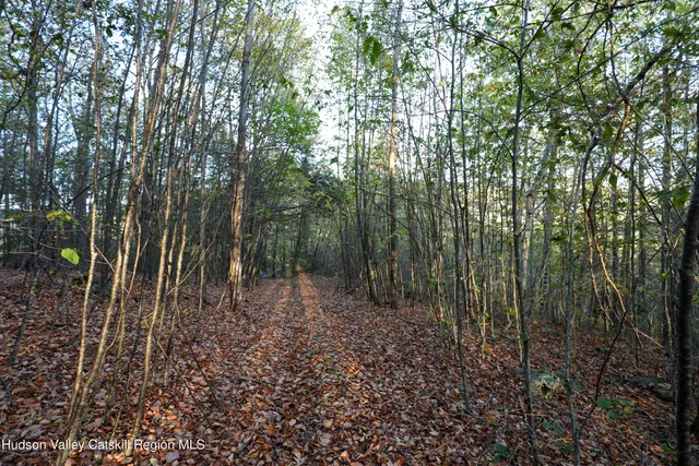 a view of a forest with trees