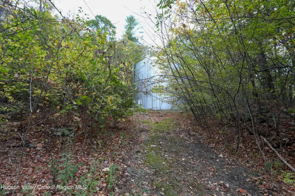 a view of a forest that has a tree