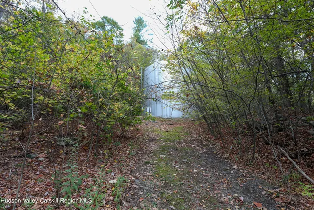 a view of a forest that has a tree