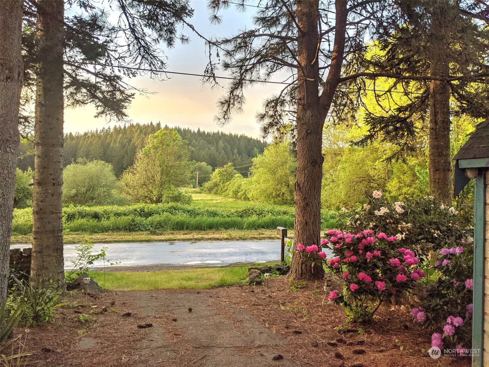 1497 Old Military Road Southeast Tenino, WA 98589 - Photo 35 of 39 a view of a yard with palm tree