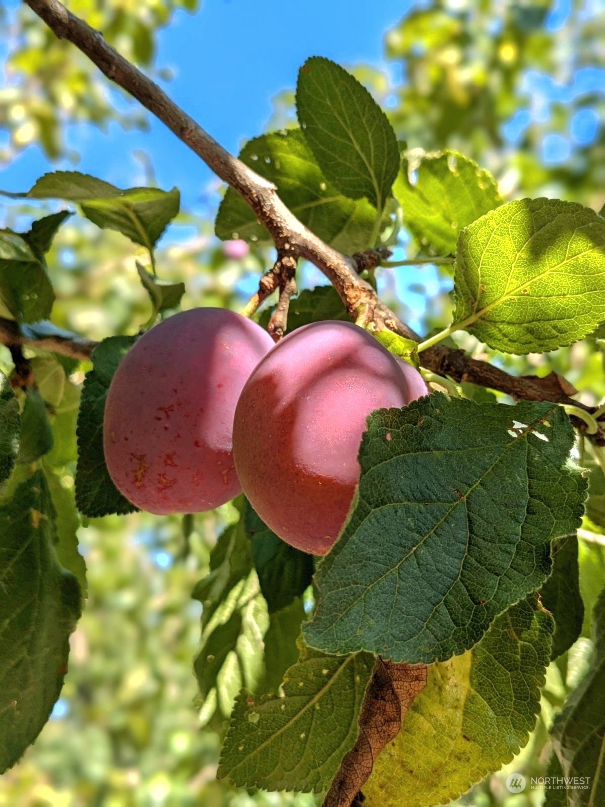 1497 Old Military Road Southeast Tenino, WA 98589 - Photo 37 of 39 a view of a indoor basketball court