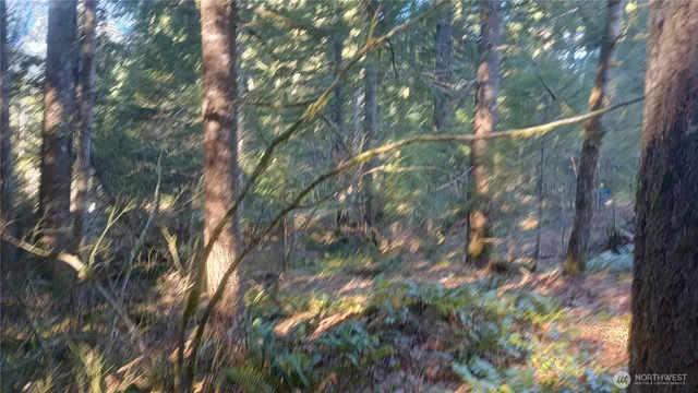 a view of a tree with a yard