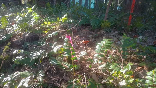a view of a yard and trees