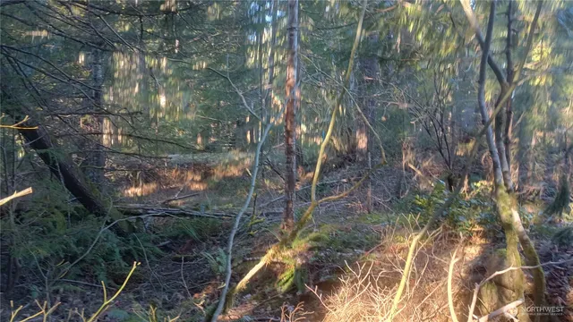 a backyard of a house with lots of trees