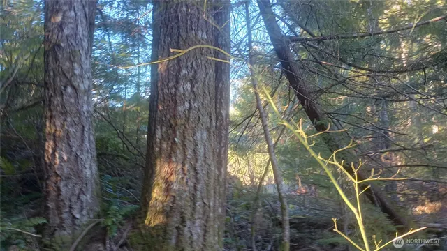 a backyard of a house with lots of green space and fog