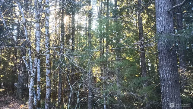 a backyard of a house with lots of trees