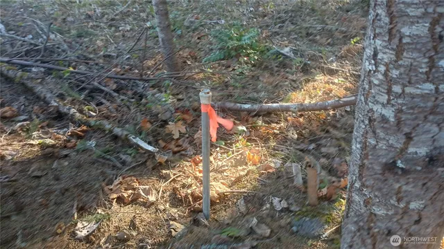 a close up of a plant in a garden