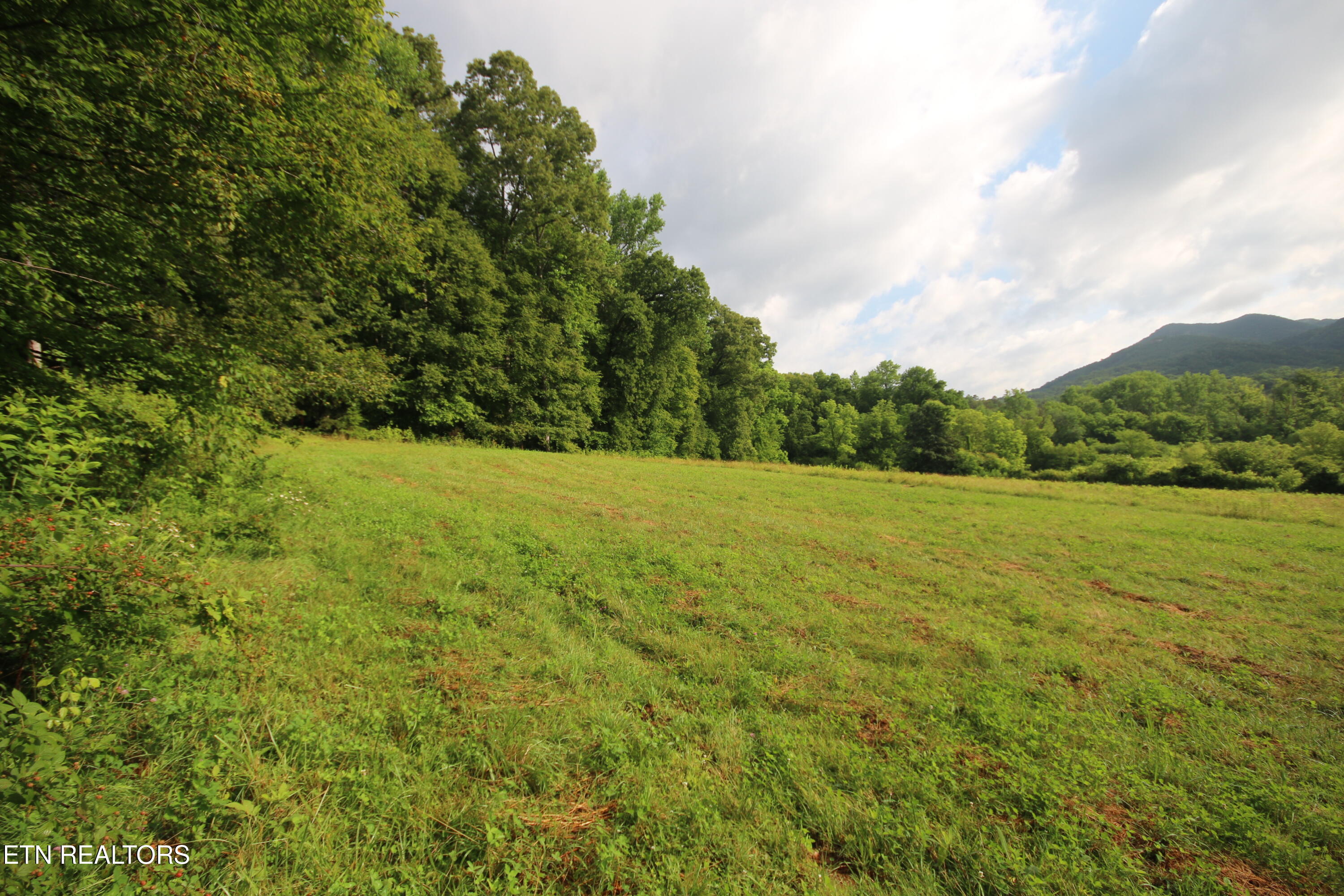 110-acres Bivens Road Tellico Plains, TN 37385 - Photo 11 of 24 IMG_7923