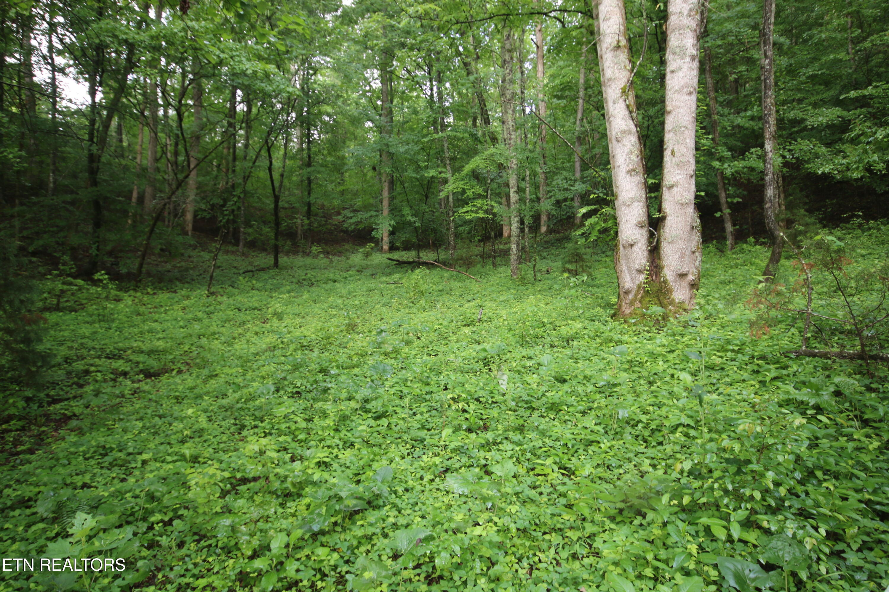 110-acres Bivens Road Tellico Plains, TN 37385 - Photo 21 of 24 IMG_7917