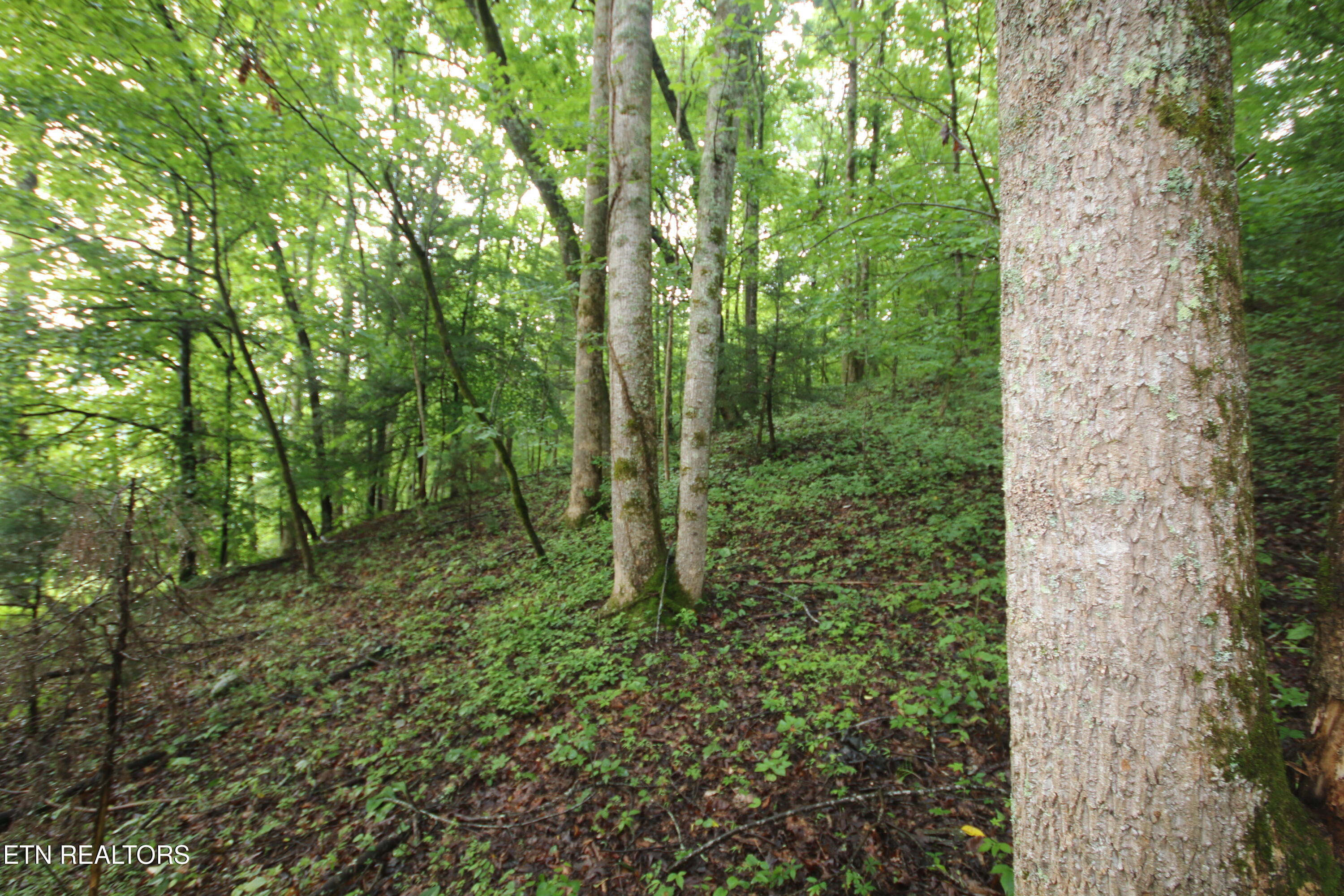 110-acres Bivens Road Tellico Plains, TN 37385 - Photo 22 of 24 IMG_7919