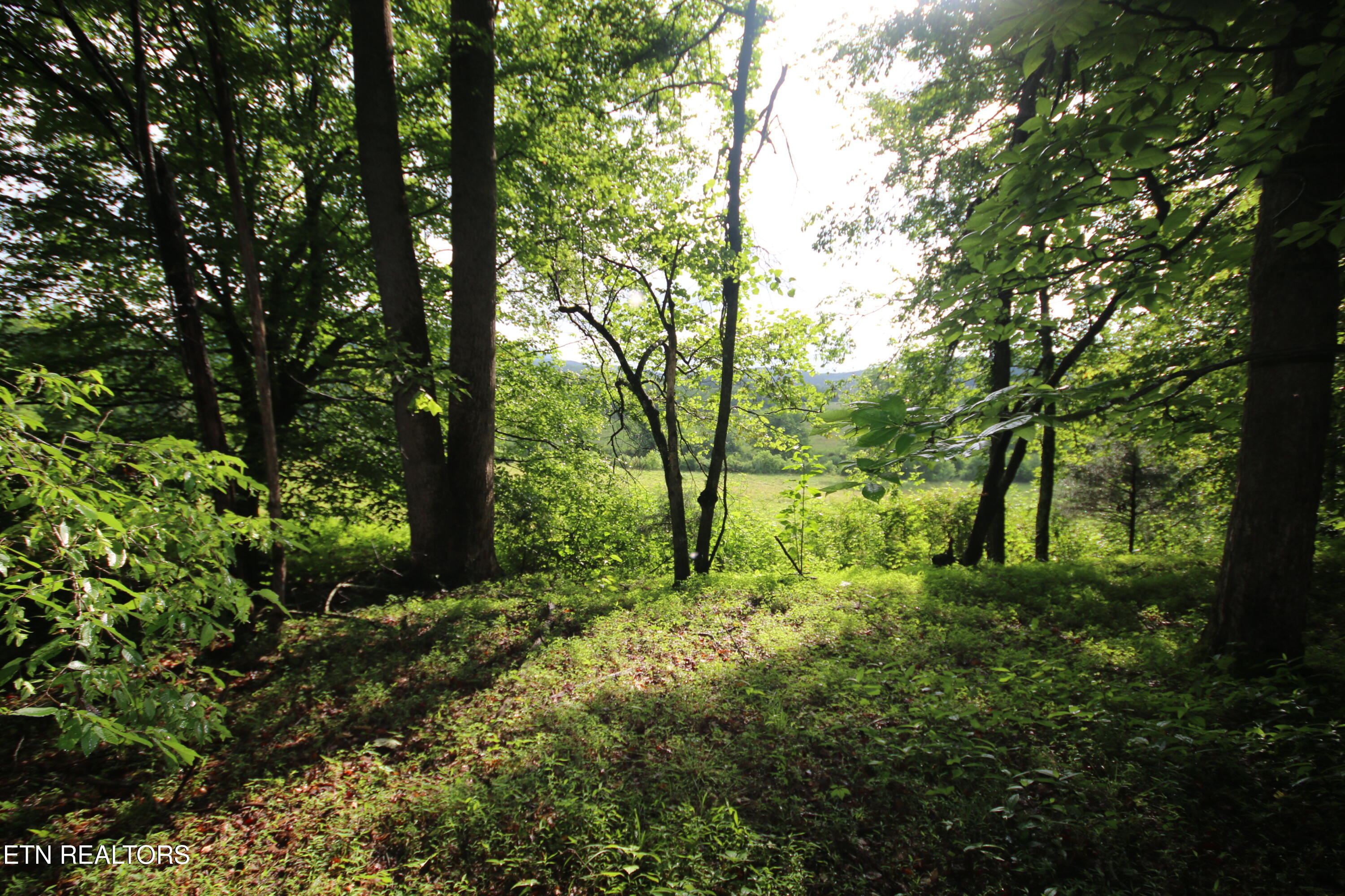 110-acres Bivens Road Tellico Plains, TN 37385 - Photo 23 of 24 IMG_7920