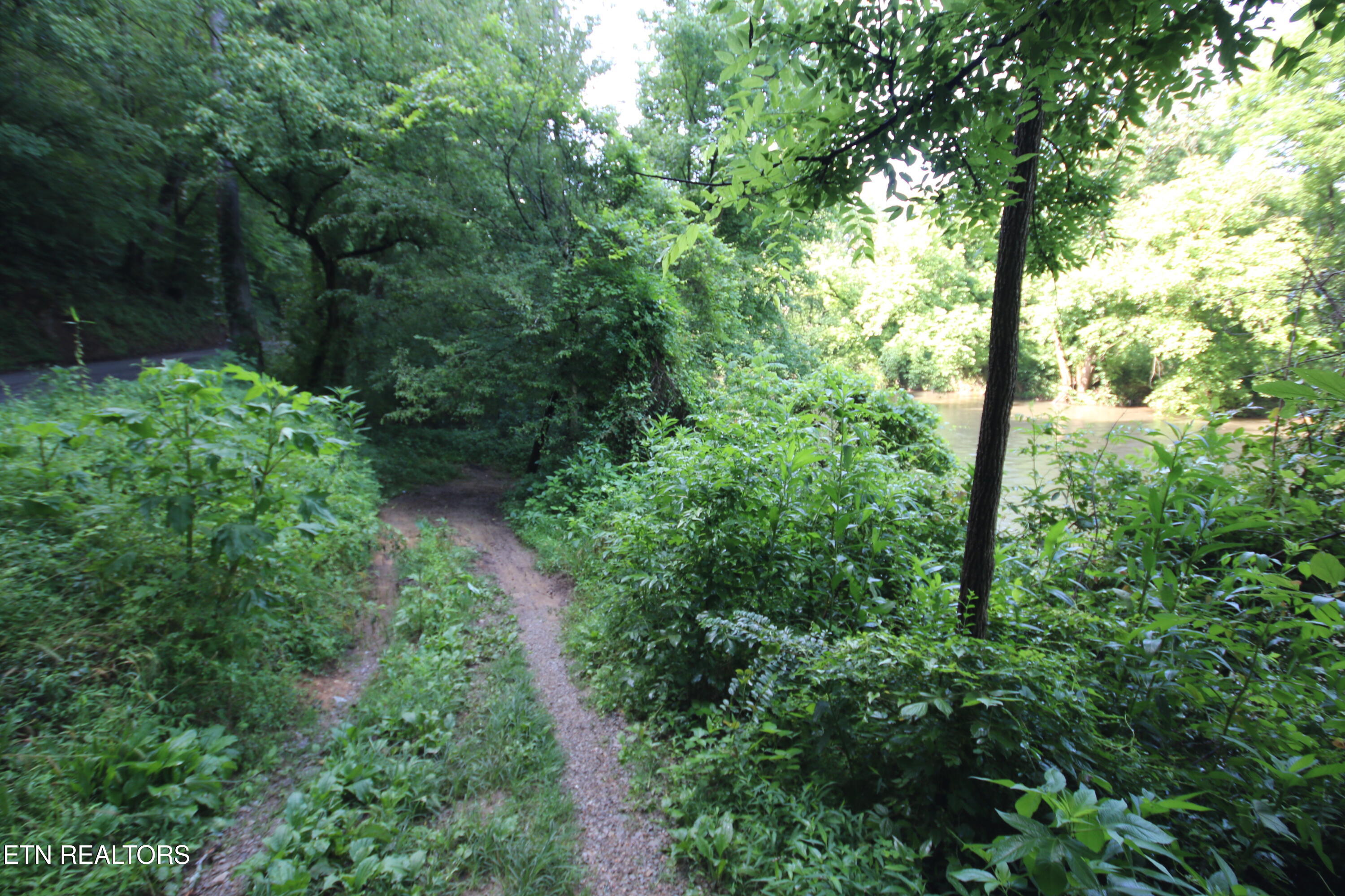 110-acres Bivens Road Tellico Plains, TN 37385 - Photo 10 of 24 IMG_7952