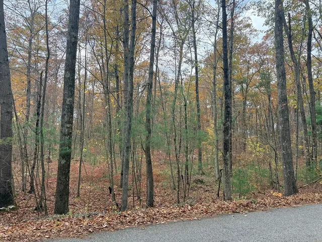 a view of a forest that has large trees