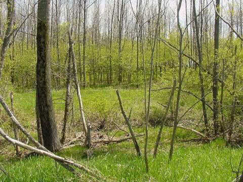 0 A And B Ridge Road Applegate, MI 48401 - Photo 17 of 17 909666-16.JPG