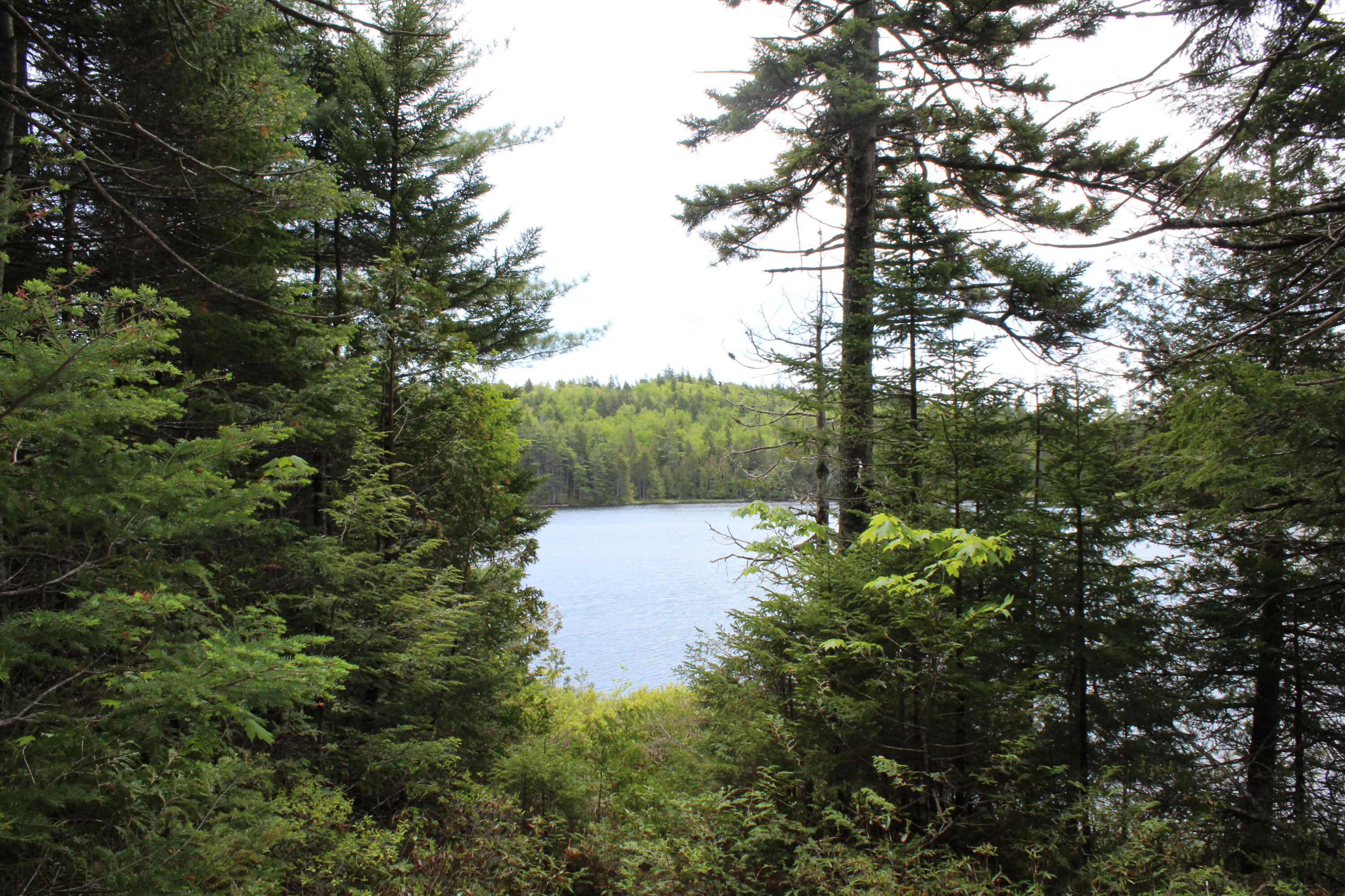 M2-l9 &10 Diffin Hill Road Robbinston, ME 04671 - Photo 50 of 66 IMG_5326