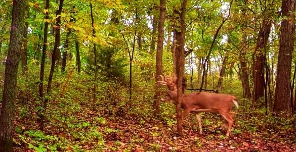 1148 County Road 13 Fillmore, MO 64449 - Photo 13 of 14