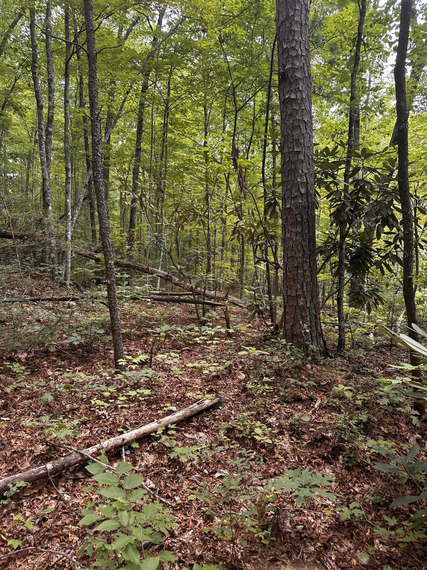1158 Yellow Breeches Road Cosby, TN 37722 - Photo 29 of 44 Gallery Image 29