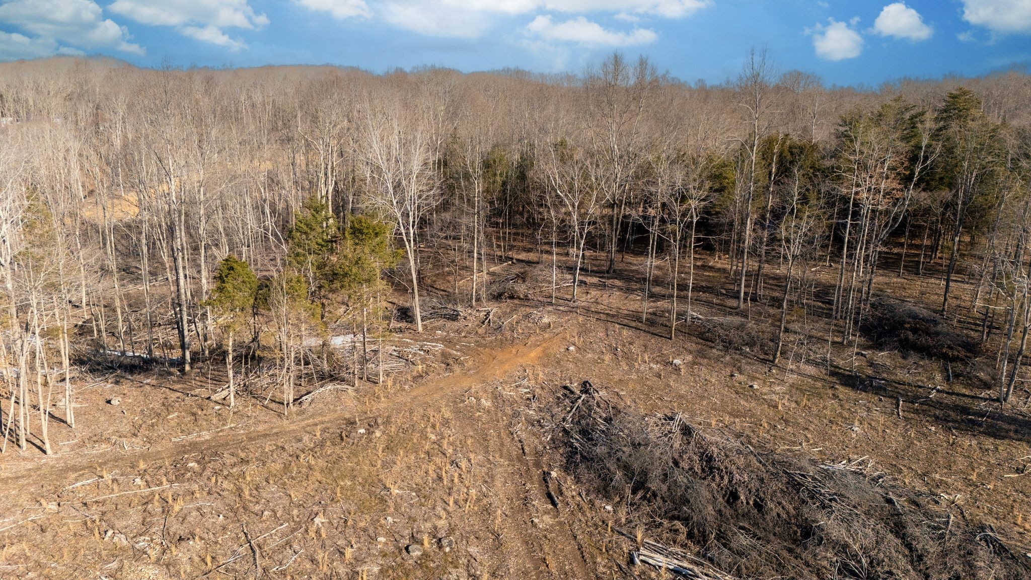0 Singleton Road Dickson, TN 37055 - Photo 12 of 57 a view of a yard with a tree