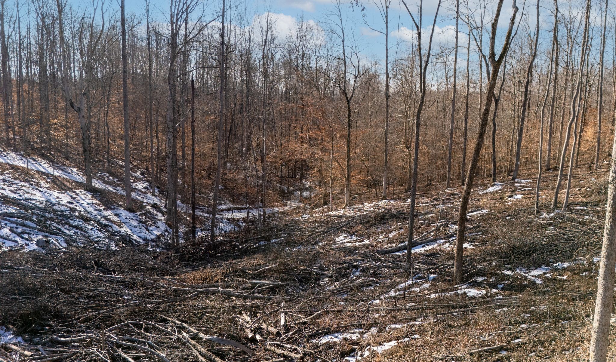 0 Singleton Road Dickson, TN 37055 - Photo 19 of 57 a view of a forest with trees