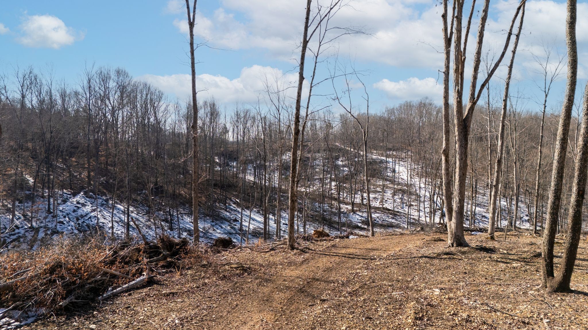 0 Singleton Road Dickson, TN 37055 - Photo 26 of 57 a view of a forest with a tree