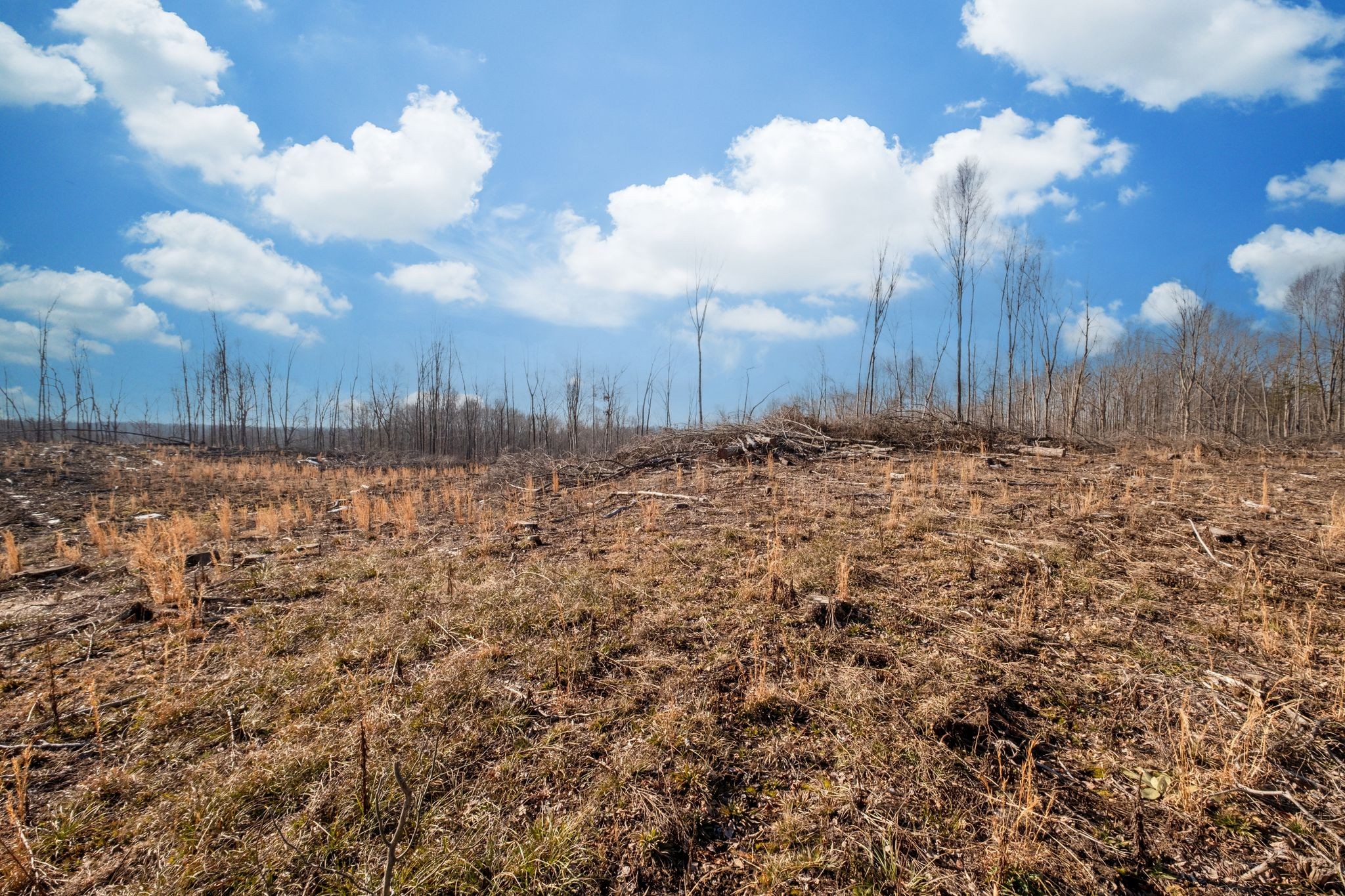 0 Singleton Road Dickson, TN 37055 - Photo 3 of 57 a view of a yard