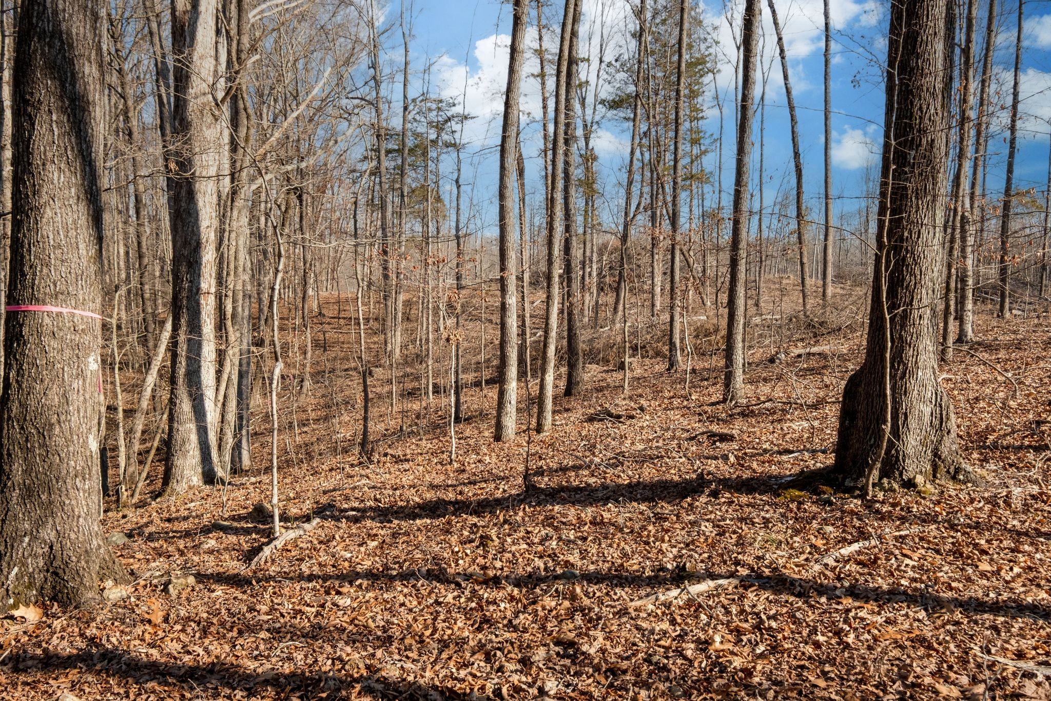 0 Singleton Road Dickson, TN 37055 - Photo 33 of 57 a view of a pathway with a yard