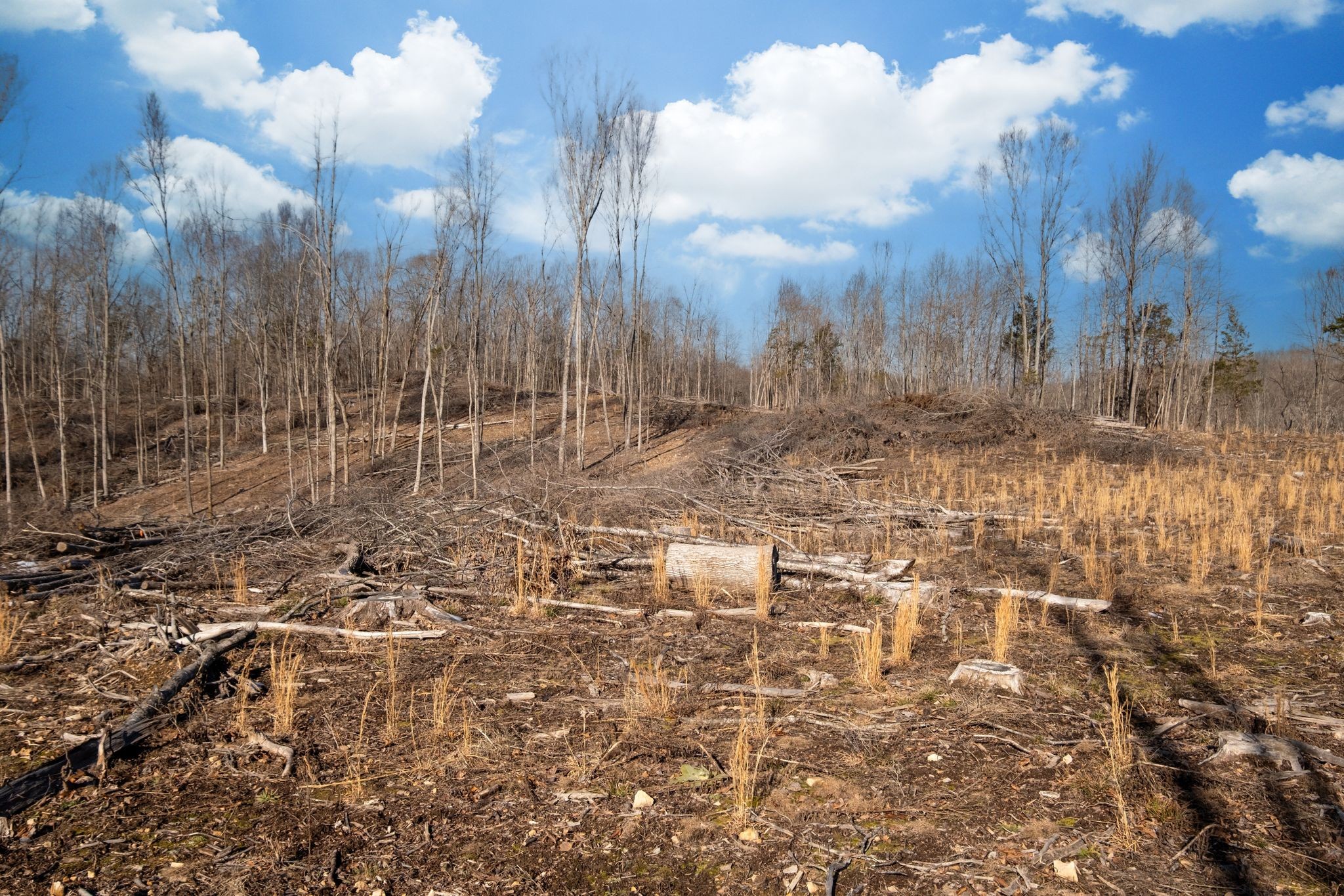 0 Singleton Road Dickson, TN 37055 - Photo 38 of 57 a view of a yard