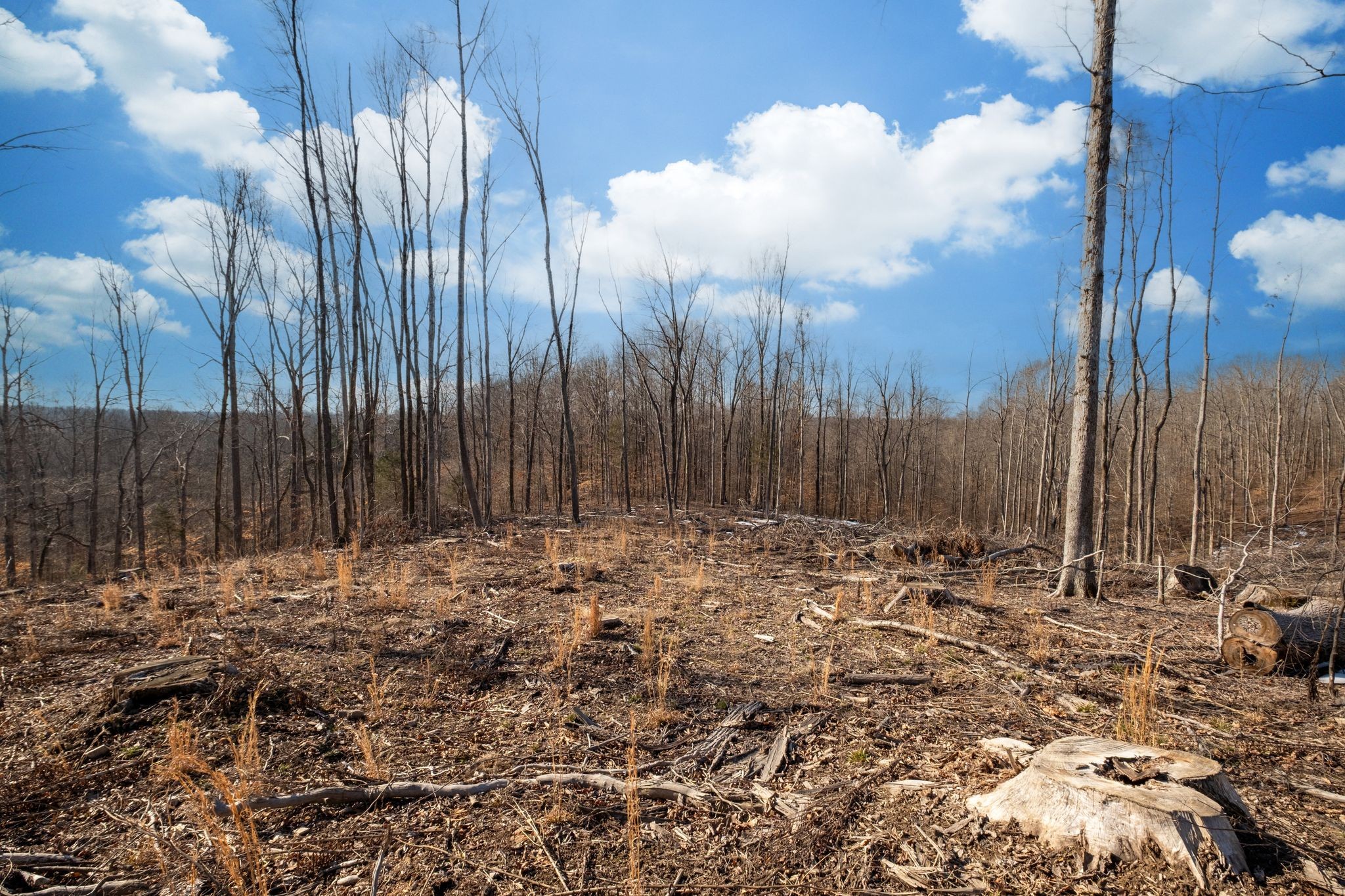 0 Singleton Road Dickson, TN 37055 - Photo 39 of 57 a backyard of a house
