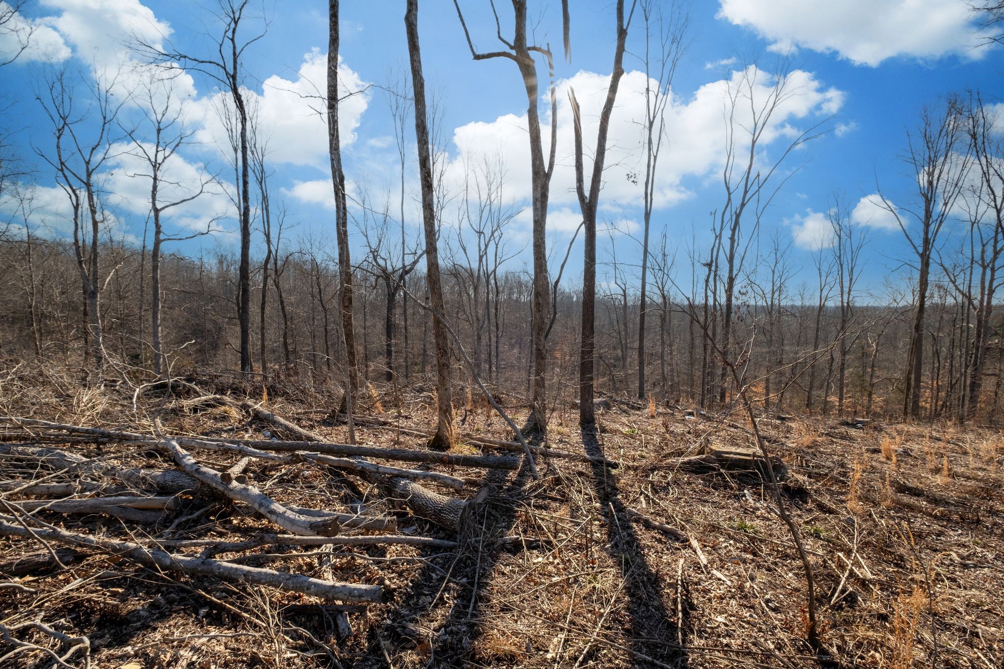 0 Singleton Road Dickson, TN 37055 - Photo 40 of 57 a view of a backyard of the house