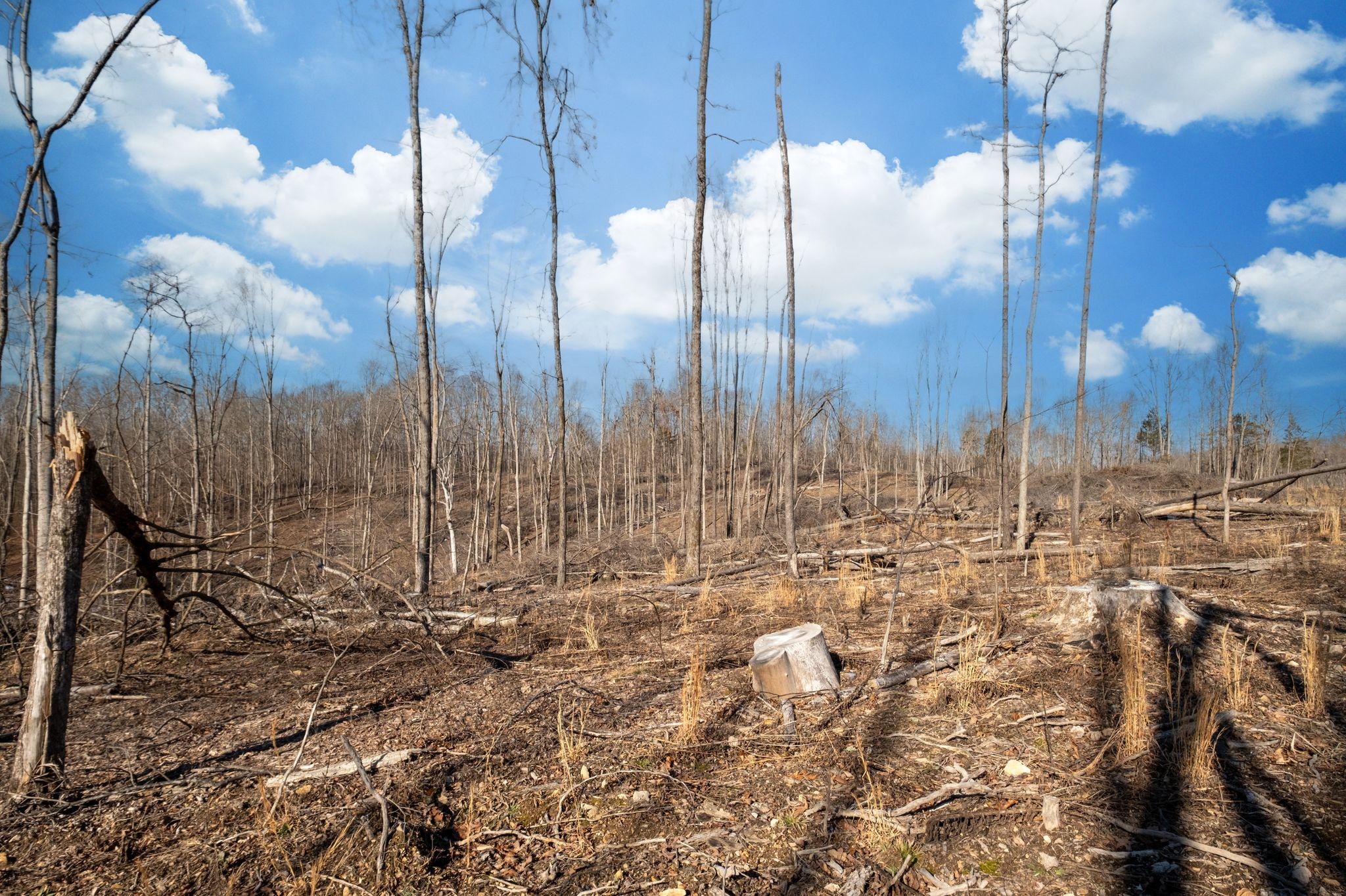 0 Singleton Road Dickson, TN 37055 - Photo 41 of 57 a view of a pathway