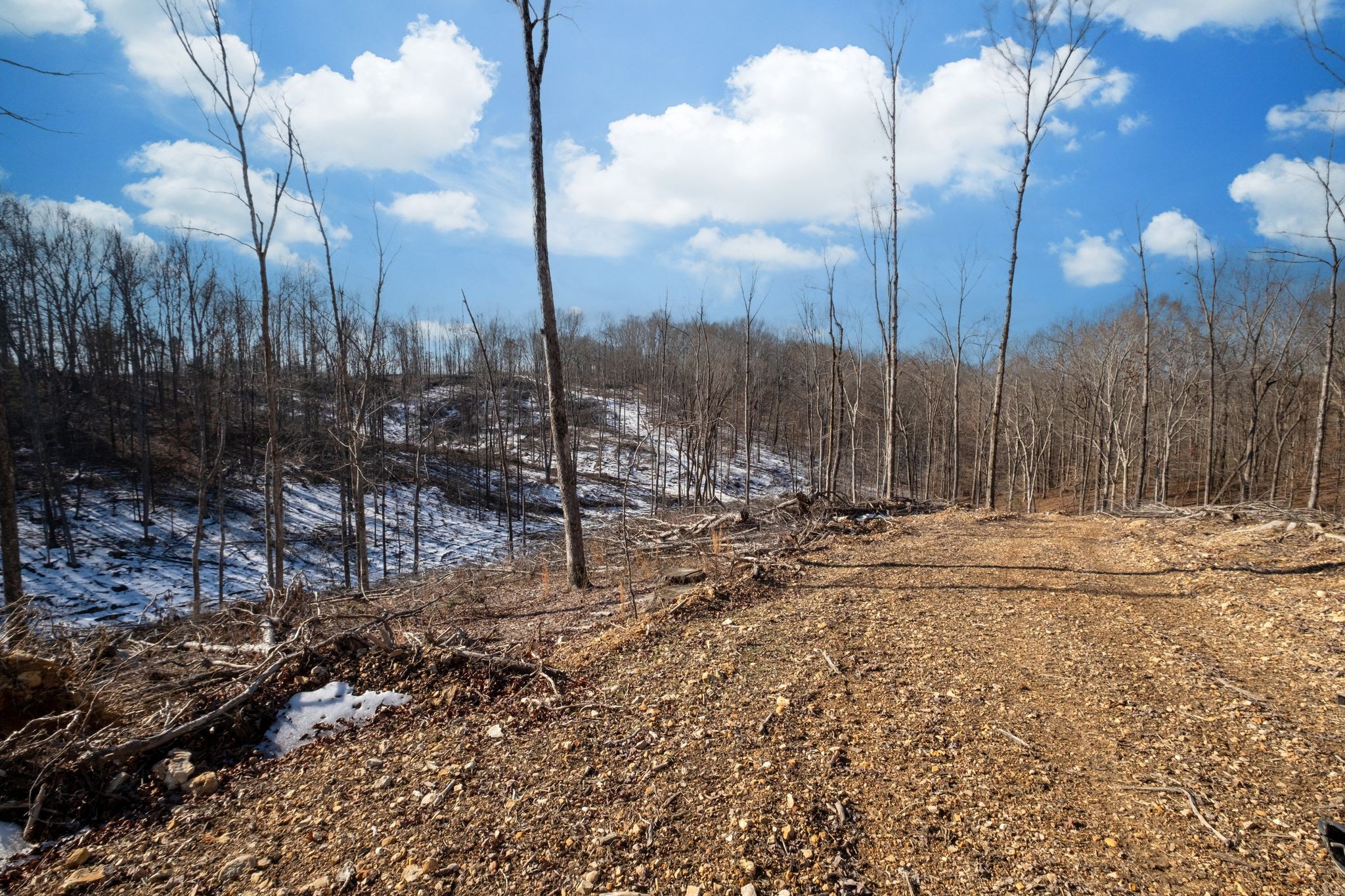 0 Singleton Road Dickson, TN 37055 - Photo 46 of 57 a view of a yard with a tree