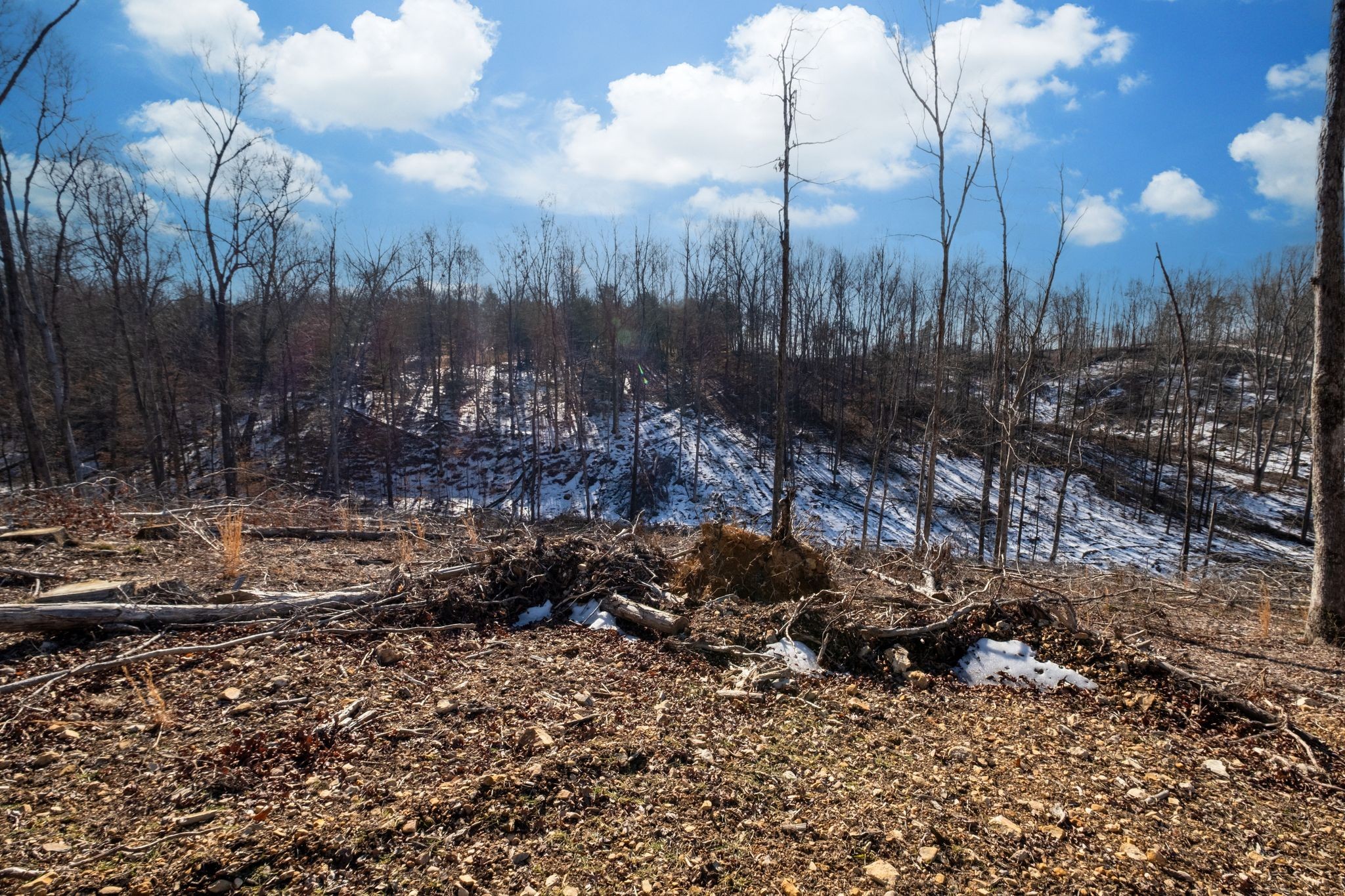 0 Singleton Road Dickson, TN 37055 - Photo 47 of 57 a view of a forest with lots of trees