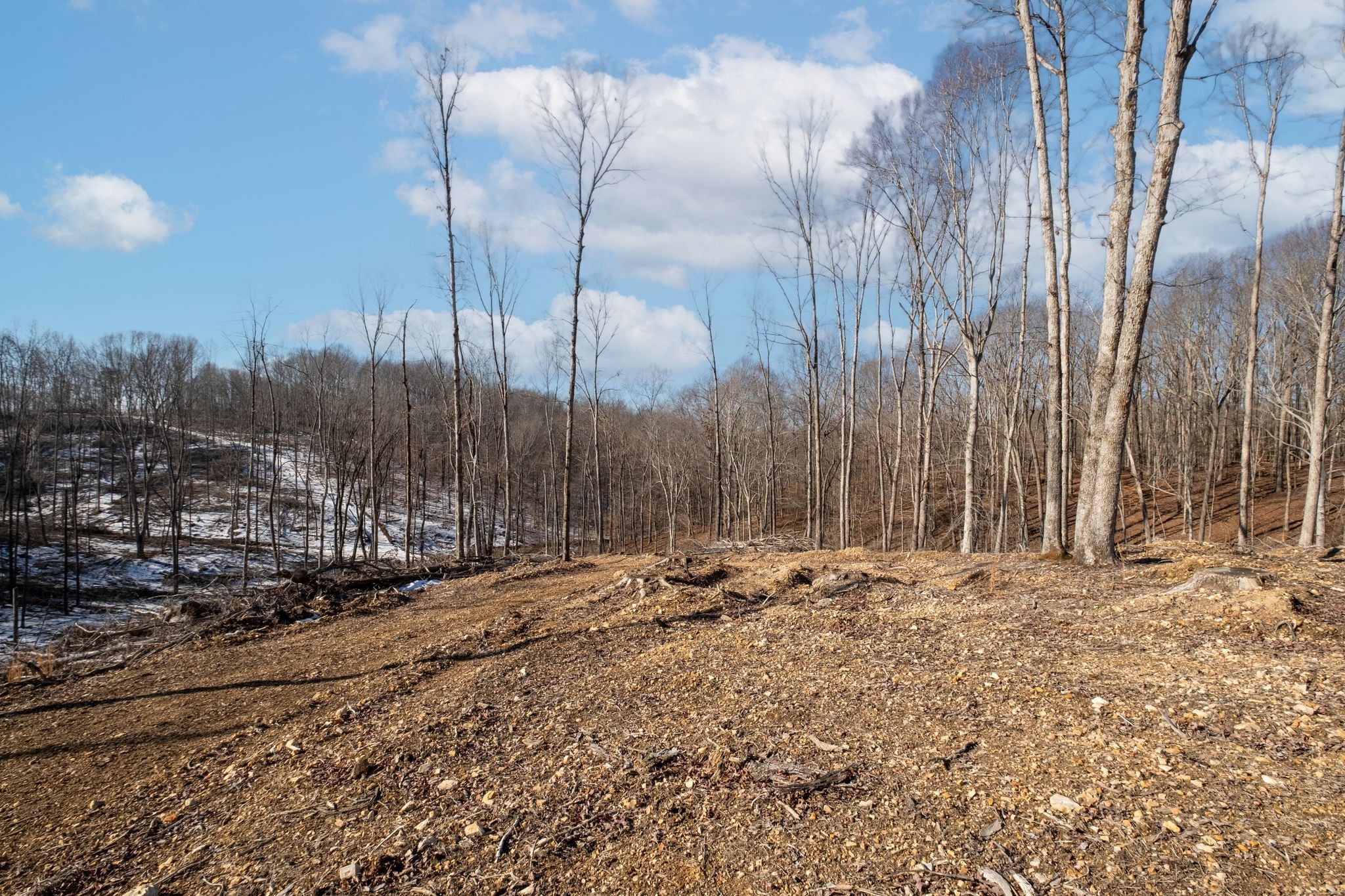 0 Singleton Road Dickson, TN 37055 - Photo 51 of 57 a view of dirt yard with a large tree