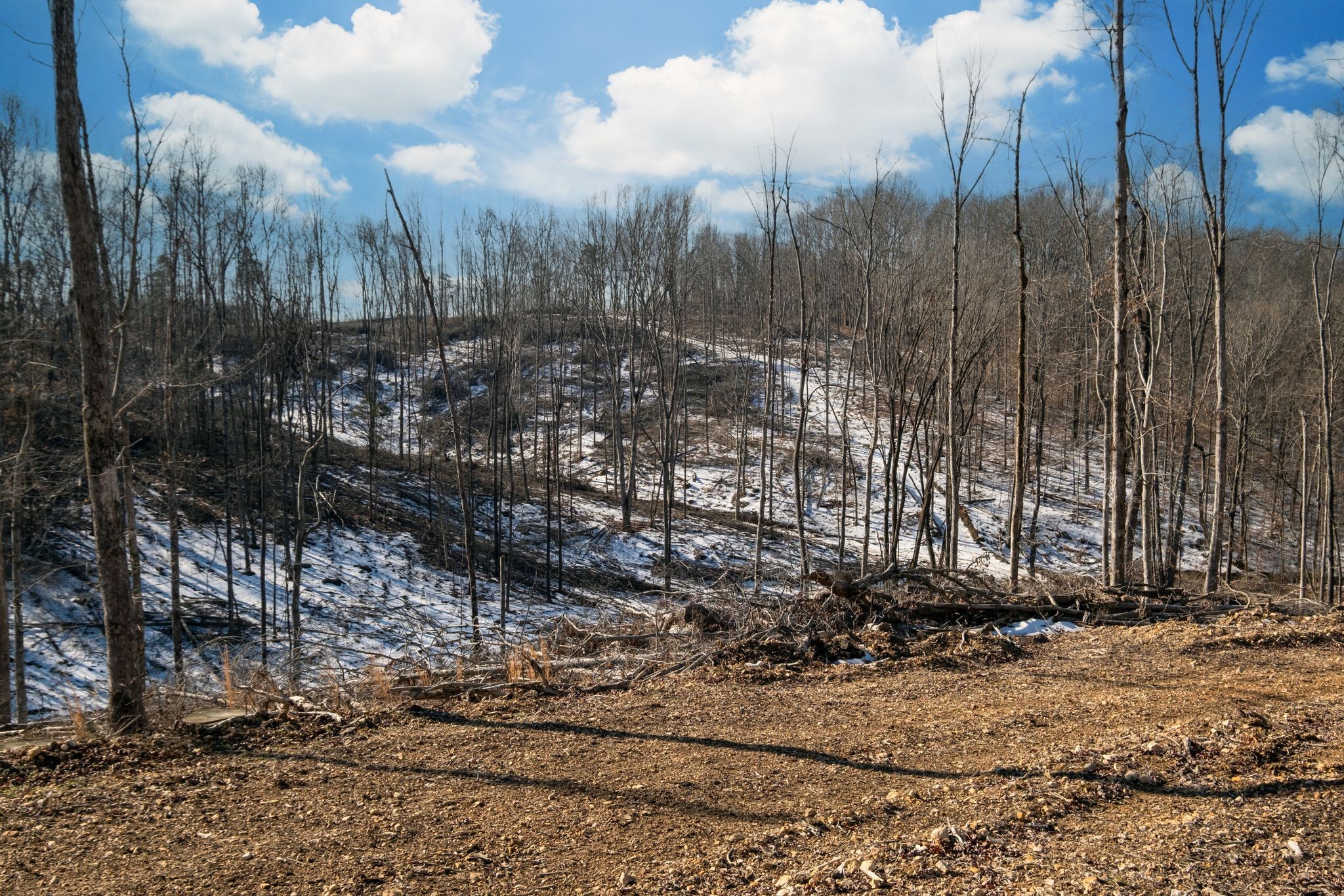 0 Singleton Road Dickson, TN 37055 - Photo 52 of 57 a view of a park with large trees