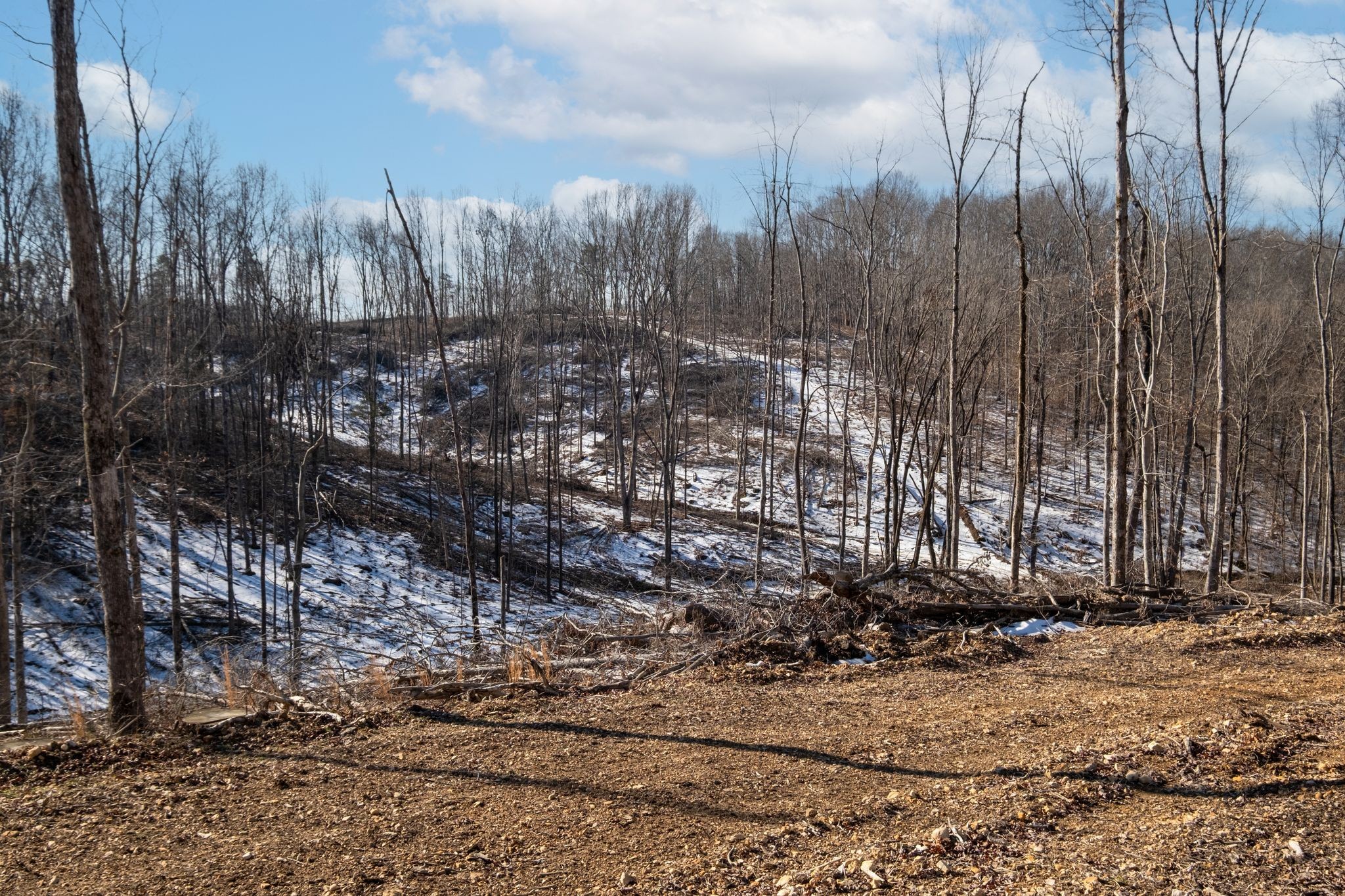 0 Singleton Road Dickson, TN 37055 - Photo 53 of 57 a view of a park with large trees