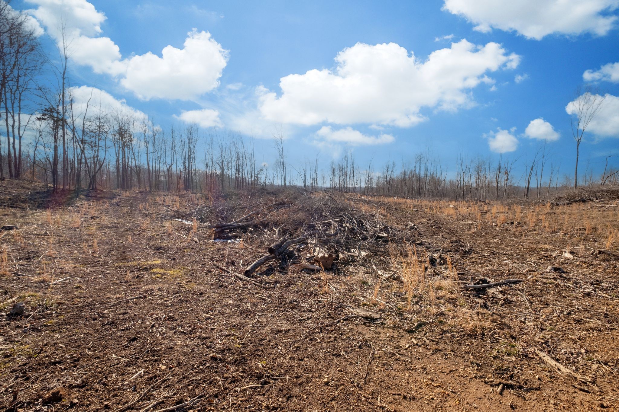 0 Singleton Road Dickson, TN 37055 - Photo 6 of 57 a view of a backyard