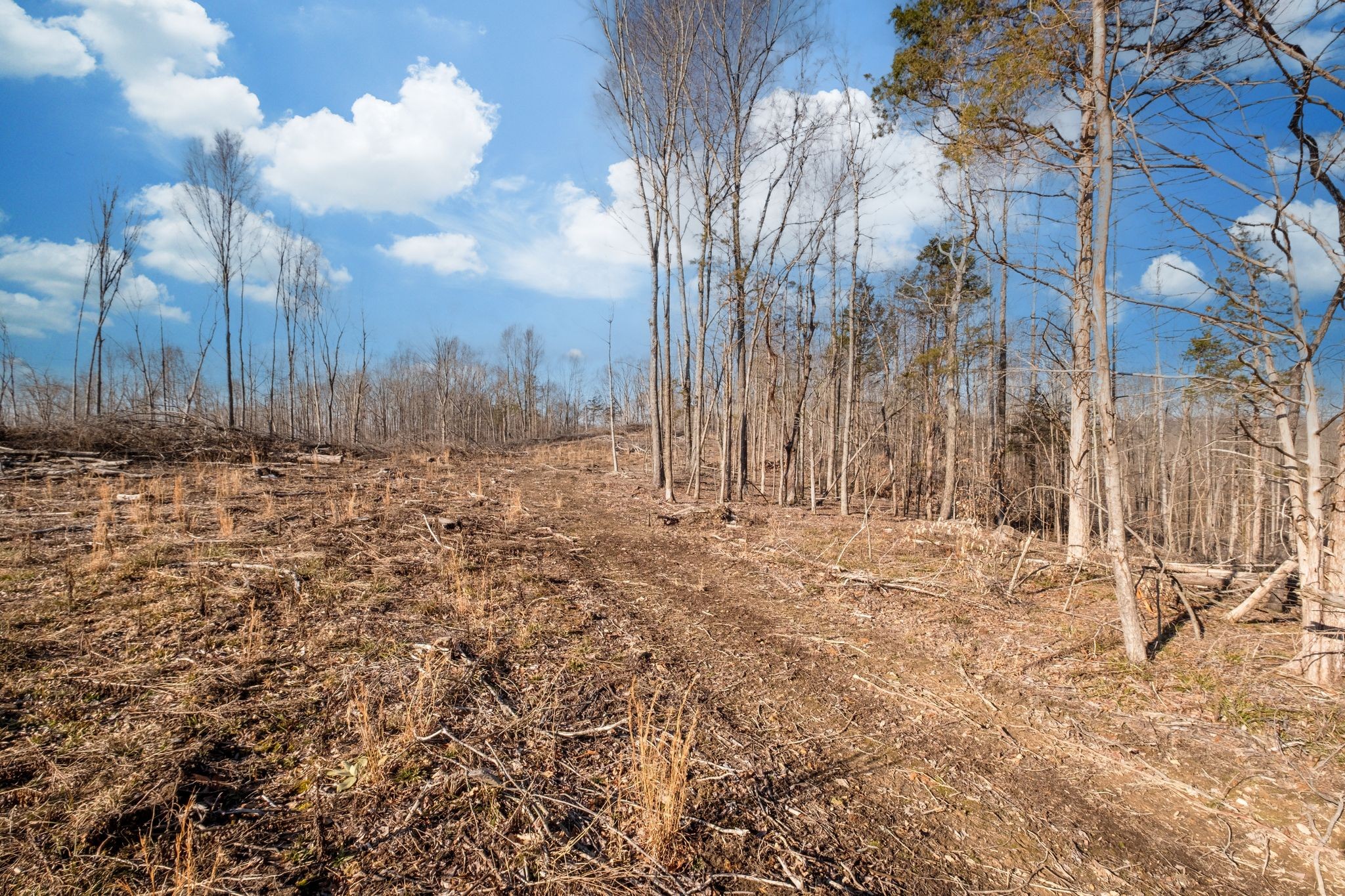 0 Singleton Road Dickson, TN 37055 - Photo 7 of 57 a view of a yard with trees