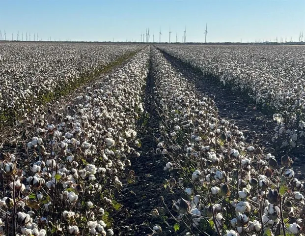 a view of roof with wooden floor