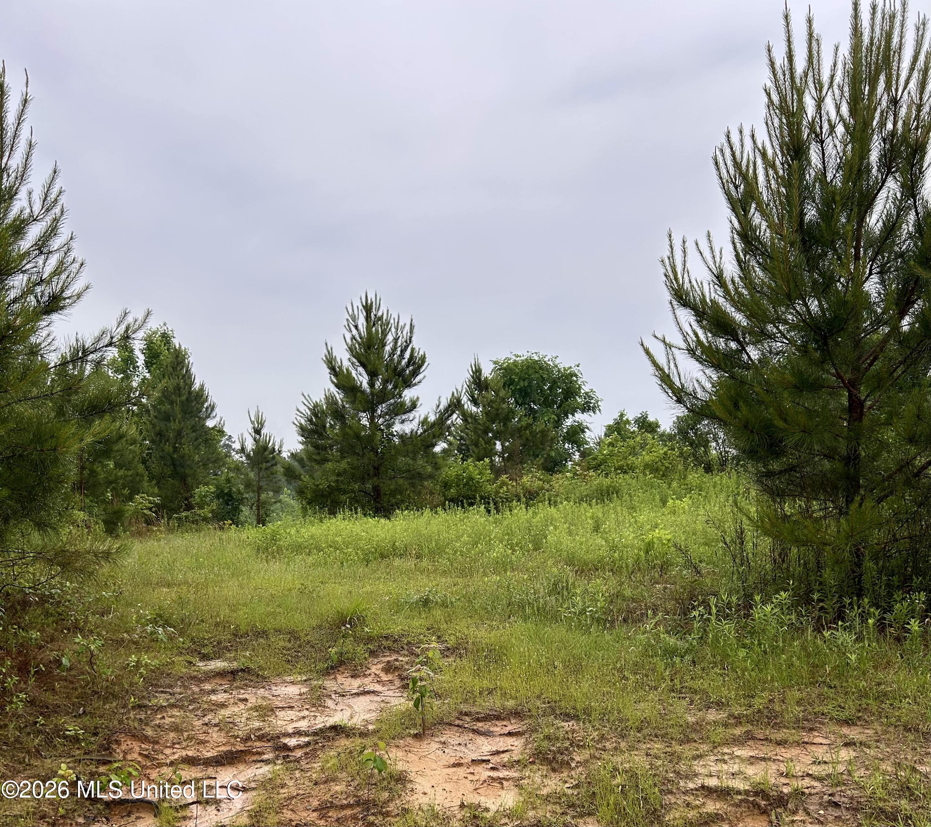 Ferguson Mill Road Silver Creek, MS 39663 - Photo 20 of 59 IMG_5029