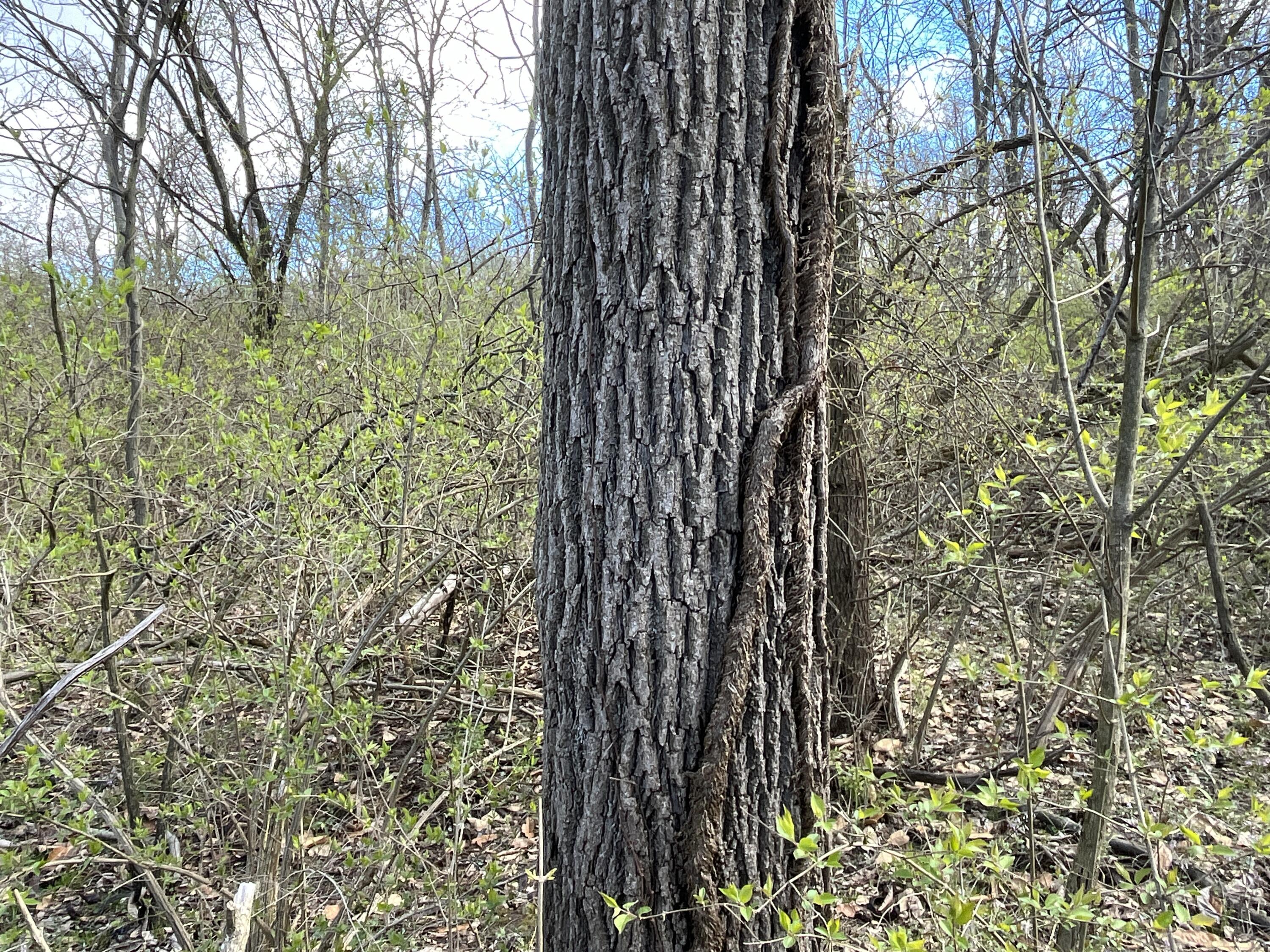 O Flatfoot Road Cable, OH 43009 - Photo 23 of 52