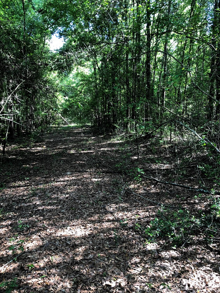 0 State Highway Samson, AL 36477 - Photo 7 of 7
