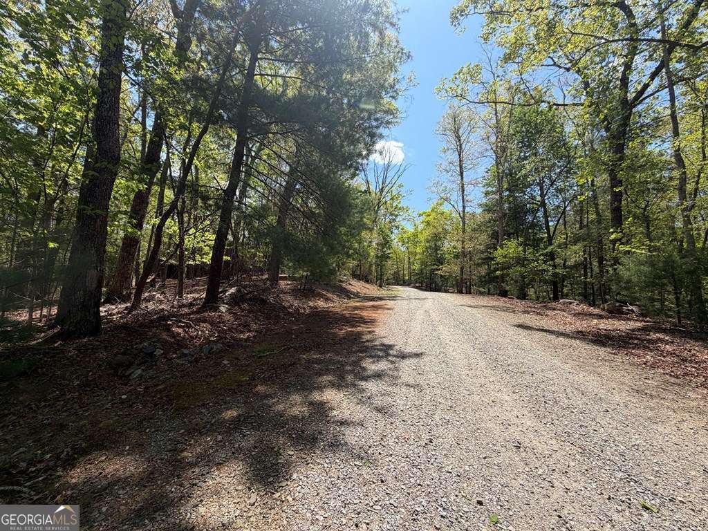 2 Amber Way Morganton, GA 30560 - Photo 11 of 17 a view of a forest filled with trees