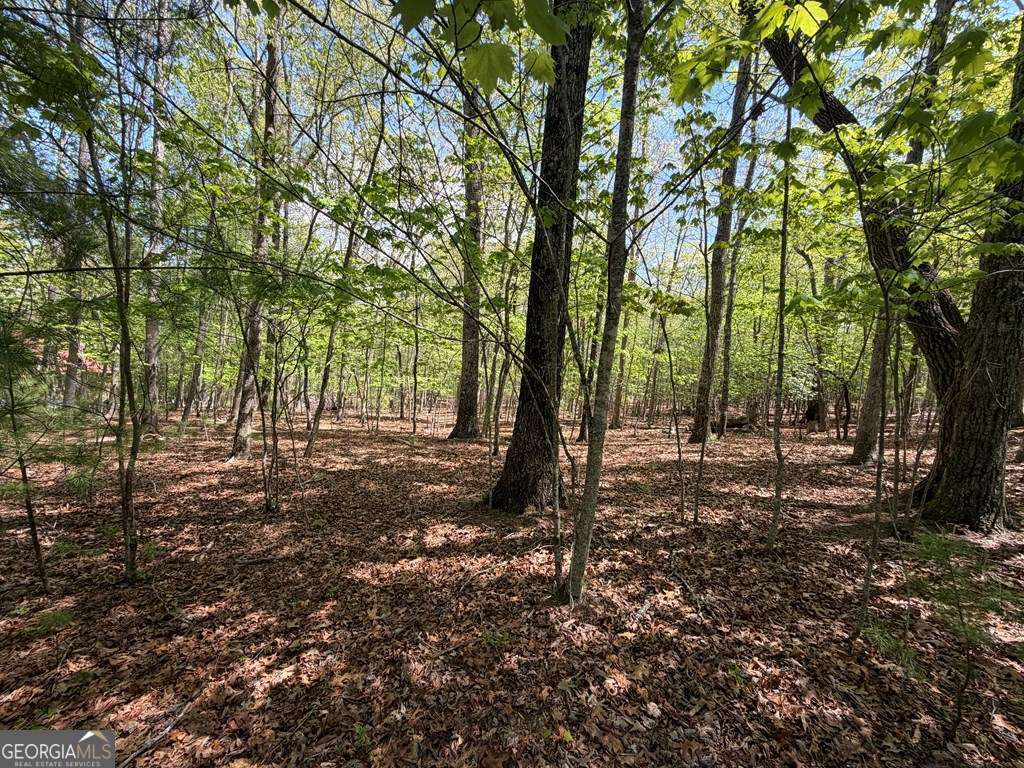 2 Amber Way Morganton, GA 30560 - Photo 6 of 17 a view of a forest with trees in the background