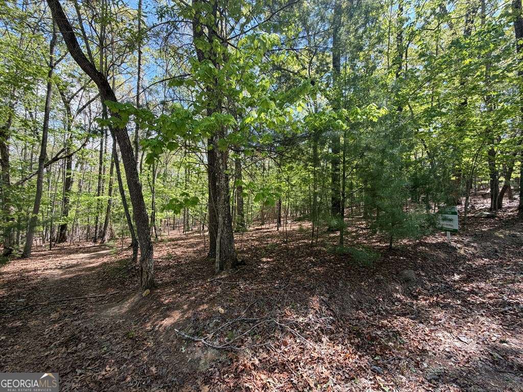 2 Amber Way Morganton, GA 30560 - Photo 8 of 17 a view of a forest with trees in the background