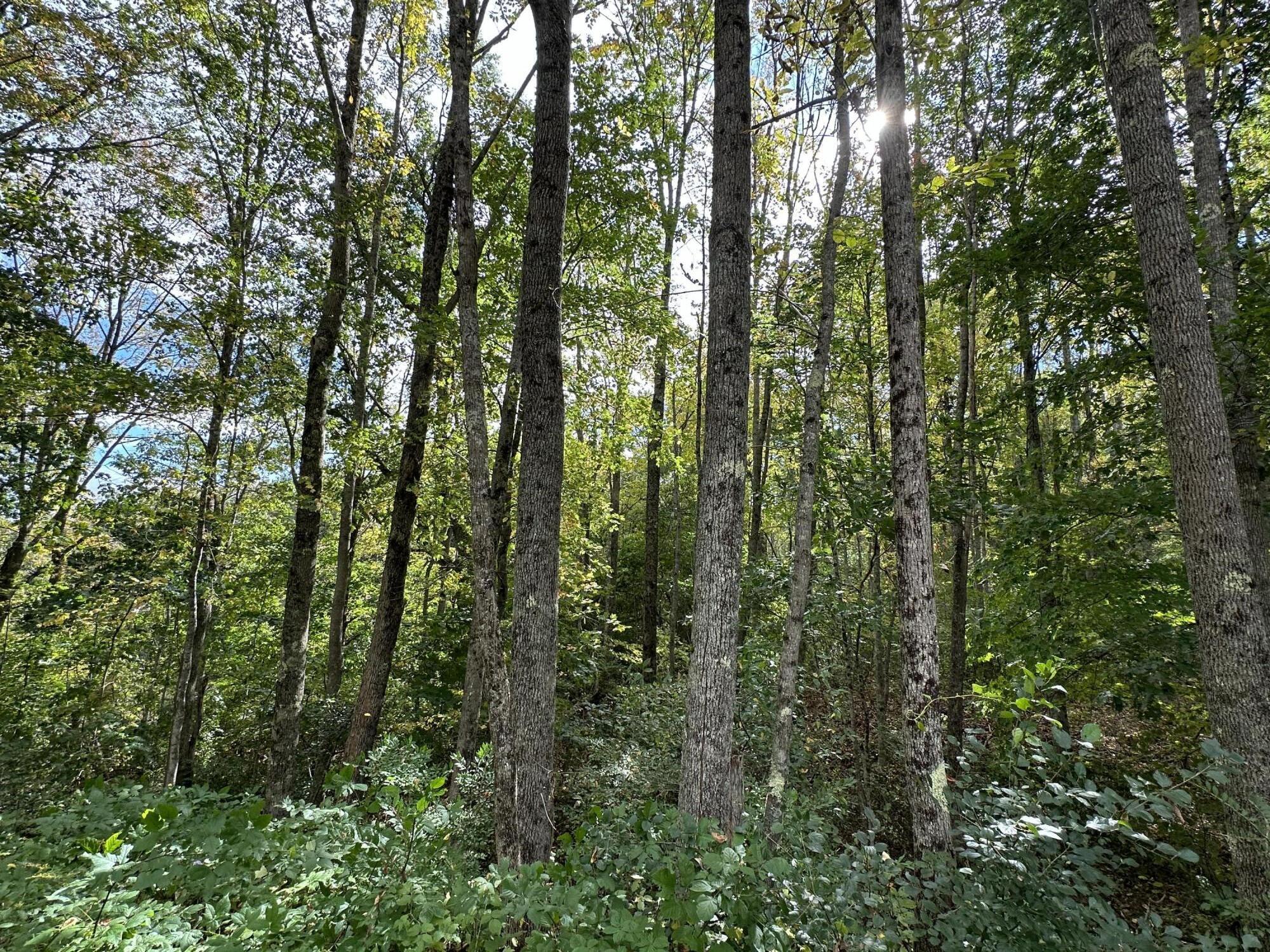 Map7-lot3 Middle Road Edgecomb, ME 04556 - Photo 12 of 16 IMG_5847