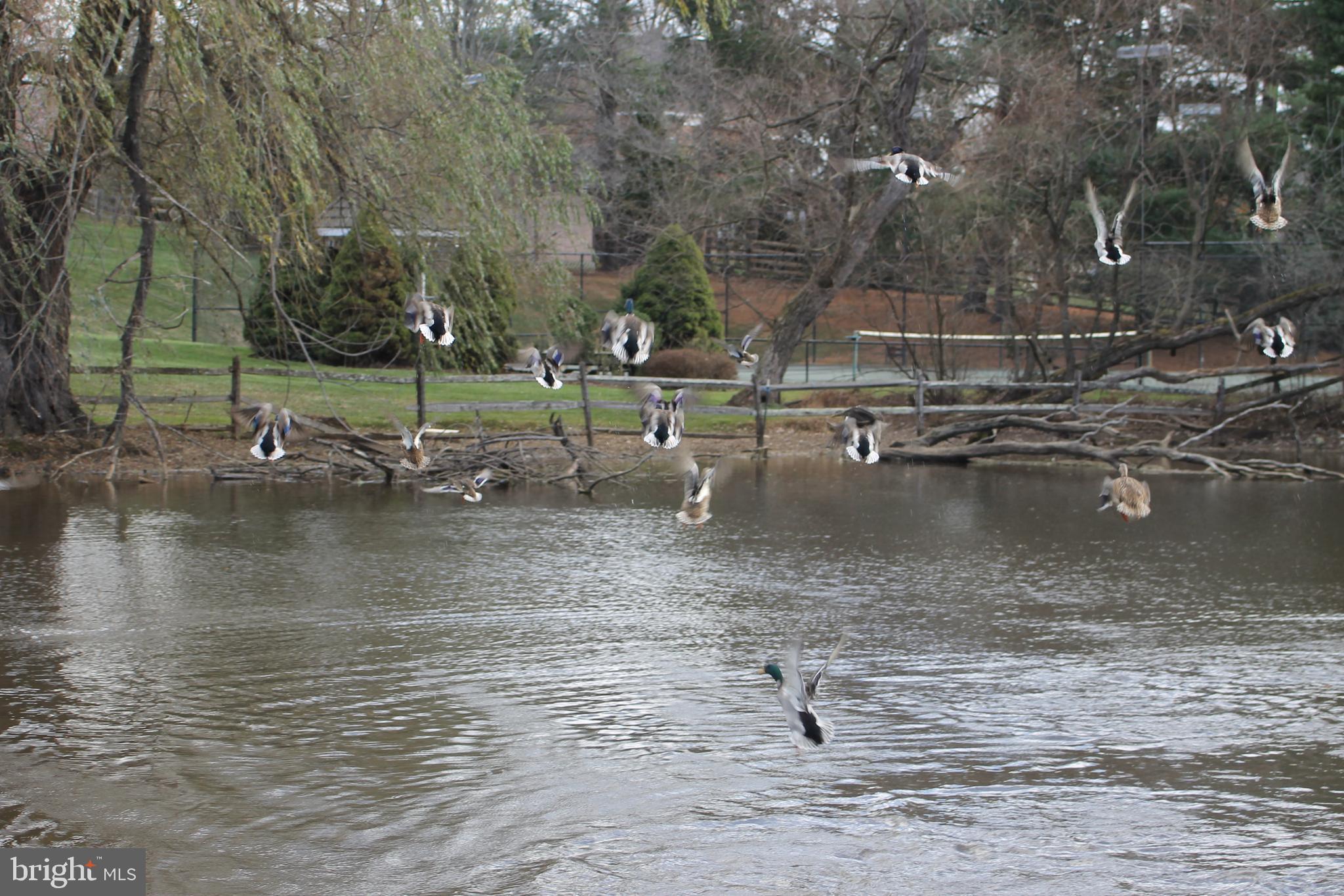 5 Beall Spring Court Potomac, MD 20854 - Photo 49 of 57 Scenic pond with wildlife