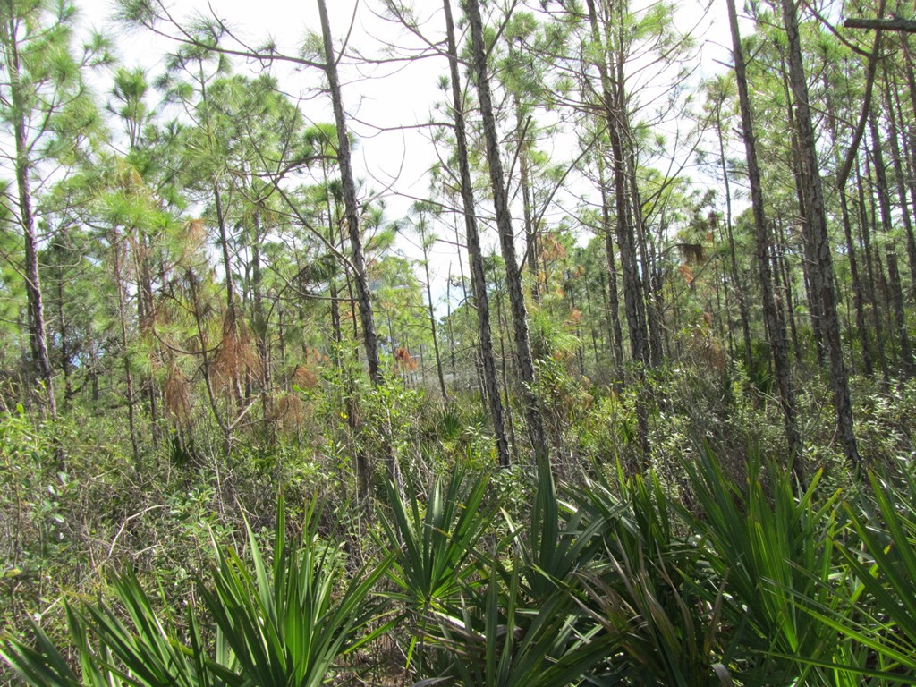 2000 Whelk Way Eastpoint, FL 32328 - Photo 15 of 16
